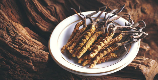 cordyceps militaris eesti
